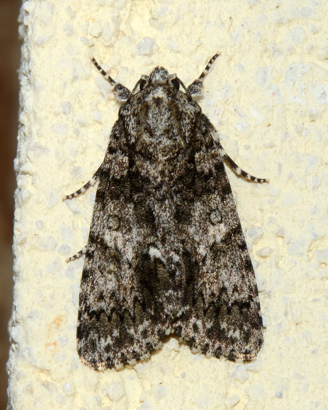 Noctuidae Acronicta rumicis ?